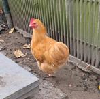 Orpington buff haan, Dieren en Toebehoren, Mannelijk, Kip