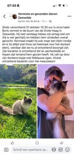 Vermist - Ragdoll kat (kater) Zeewolde (Hosterveld), Dieren en Toebehoren, Vermiste en Gevonden Dieren, Kat