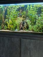 Te koop aquatlantis aquariun, Ophalen, Gebruikt, Gevuld zoetwateraquarium