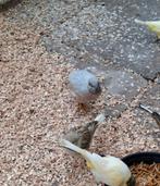 Chinese dwergkwartel., Dieren en Toebehoren, Vogels | Overige Vogels, Mannelijk, Tropenvogel