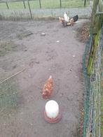 Kippen gratis, Vrouwelijk, Kip