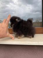 Mini Pomeriaan, Dieren en Toebehoren, Rabiës (hondsdolheid), 8 tot 15 weken, Buitenland, Eén hond