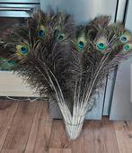 pauwenveren 75/80 cm, Huis en Inrichting, Woonaccessoires | Droogbloemen, Ophalen of Verzenden, Nieuw