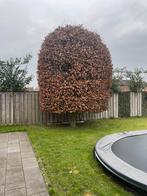 Beukenboom, Tuin en Terras, Planten | Bomen, Ophalen of Verzenden, Bloeit niet, Halfschaduw, Overige soorten