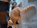 Gezocht goed thuis voor kittens en eventueel moederpoes, Dieren en Toebehoren, Katten en Kittens | Overige Katten, Meerdere dieren