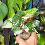 Syngonium albo variegata, Huis en Inrichting, Kamerplanten, Ophalen of Verzenden, Halfschaduw, Minder dan 100 cm
