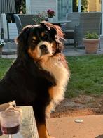 Oppas voor onze Berner Sennen gezocht, Dieren en Toebehoren, Ophalen of Verzenden, Gebruikt