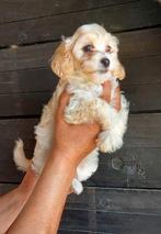 F1 Maltipoo Teefje Abricot laatste pup uit het nest, Dieren en Toebehoren, Overige rassen, CDV (hondenziekte), 8 tot 15 weken