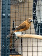 Te koop man Braziliaanse blauwe bisschop 2025, Dieren en Toebehoren, Vogels | Overige Vogels, Mannelijk, Tropenvogel, Geringd