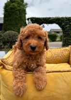 Mini labradoodle pups, Nederland, Overige rassen, 8 tot 15 weken, Meerdere