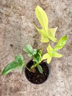 Philodendron Florida Ghost - P12, Huis en Inrichting, Kamerplanten, Ophalen of Verzenden