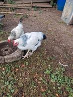 Te koop sussex hanen, groot, columbia, Mannelijk, Kip