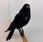 Opgezette Kraai uniek decoratie stuk 44 cm, Ophalen of Verzenden, Zo goed als nieuw, Opgezet dier