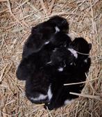 zwart witte boerderij kittens, Dieren en Toebehoren, Katten en Kittens | Raskatten | Korthaar, Meerdere dieren, Ontwormd, 0 tot 2 jaar