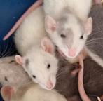 Jonge rittens ratjes uit huiselijke sfeer en handtam, Dieren en Toebehoren, Rat, Juli, Meerdere dieren, Tam