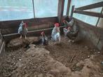 Diverse broedeieren te koop, Dieren en Toebehoren, Pluimvee, Geslacht onbekend, Kip