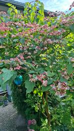 Pindakaasboom, Kansenboom, Clerodendrum trichotomum, Ophalen, Zomer, Overige soorten, 250 tot 400 cm