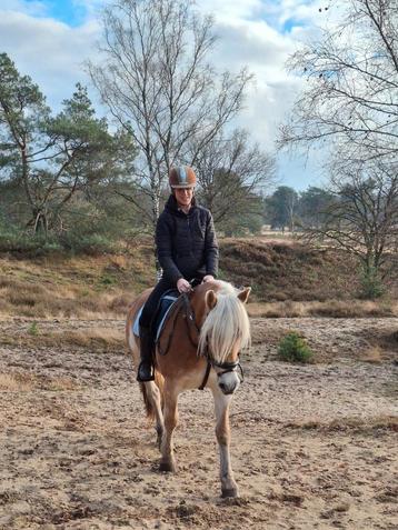 Bijrijd/verzorgpaard gezocht️ beschikbaar voor biedingen