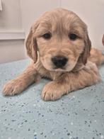 2 Lieve Golden Retriever Reutjes, Golden retriever, Reu, 8 tot 15 weken, Meerdere