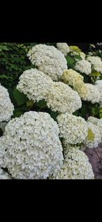 Hortensia Strong Annabelle, Ophalen, Zomer, Overige soorten, Halfschaduw