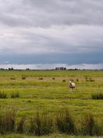 3 ooien, Dieren en Toebehoren, Schapen, Geiten en Varkens, Vrouwelijk, Schaap