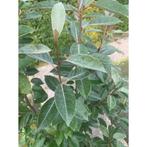 Olijfwilg eleagnus compacta 80-100 cm €12,00 100-125 cm16,00, Ophalen, Laurier
