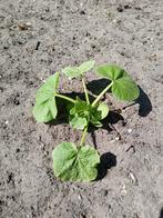 pompoen planten (eetbaar/soep) 26 stuks, Tuin en Terras, Planten | Tuinplanten, Ophalen, Volle zon, Groenteplanten, Eenjarig