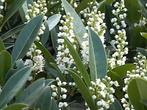 **GOEDKOOP** Prunus otto luycken, laagblijvende laurier, Ophalen of Verzenden, Laurier, Struik, 100 tot 250 cm