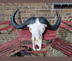 Prachtige mega kaffer buffel kaapse buffel kafferbuffel big, Ophalen, Zo goed als nieuw, Wild dier, Schedel