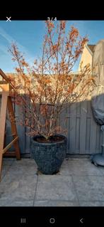 Boom, Tuin en Terras, Planten | Bomen, Bloeit niet, Overige soorten, 100 tot 250 cm, Ophalen
