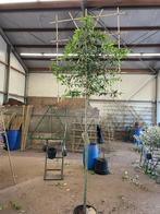 Portugese laurier leivorm, Tuin en Terras, Planten | Bomen, Ophalen of Verzenden, Halfschaduw