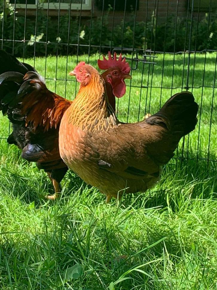 Welsumer kriel kippen, Dieren en Toebehoren, Pluimvee, Kip, Vrouwelijk