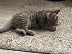 Nog 1 zwarte tijger beschikbaar, Dieren en Toebehoren, Katten en Kittens | Overige Katten, Poes, Kortharig, 0 tot 2 jaar