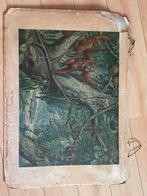 Oude schoolplaat Boerman Wolters, Antiek en Kunst, Antiek | Schoolplaten, Ophalen of Verzenden
