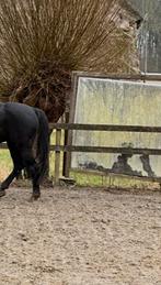 Dressuurspiegel paardenbak rijbak manegespiegel, Ophalen, Gebruikt, Overige typen, 50 mm of meer