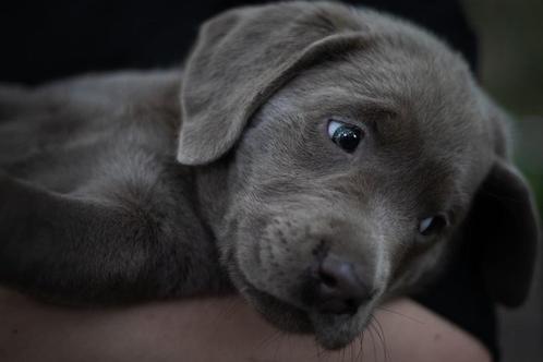 Labrador pup antraciet (silver/grey) kleur, vooraankondiging, Dieren en Toebehoren, Honden | Retrievers, Spaniëls en Waterhonden