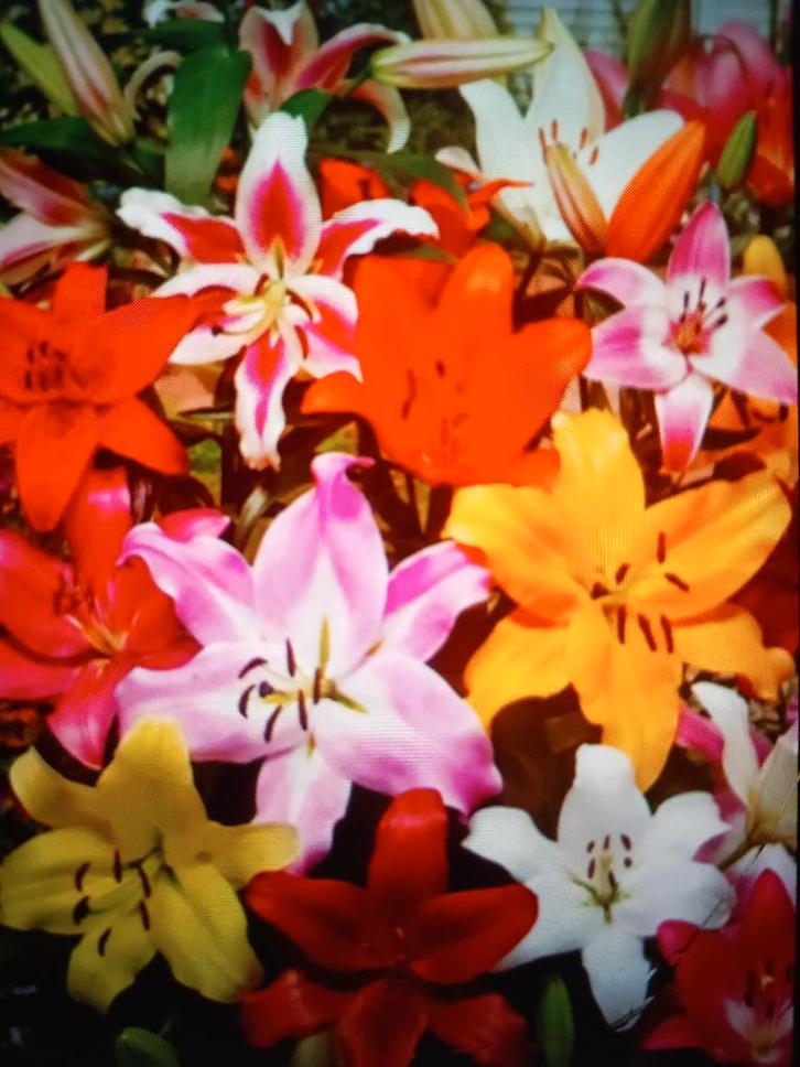 gemengde lelies  bolmaat 14/16, Tuin en Terras, Bloembollen en Zaden, Bloembol, Voorjaar, Volle zon, Ophalen of Verzenden