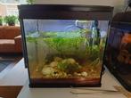 Aquarium 36x23x38 gevuld en ingedraaid, Dieren en Toebehoren, Vissen | Aquaria en Toebehoren, Ophalen, Zo goed als nieuw, Gevuld zoetwateraquarium