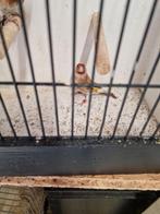 0-1 Parva putter pop 2024, Dieren en Toebehoren, Vogels | Overige Vogels, Vrouwelijk, Wildzangvogel, Geringd