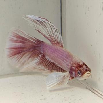 Betta splendens man 25 beschikbaar voor biedingen