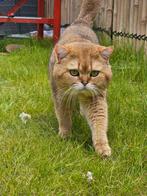 Britse korthaar dekkater black golden shaded