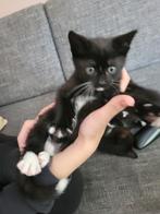 Lieve kittens 1 mannetje(kater)1 vrouwtje (poes), Dieren en Toebehoren, Katten en Kittens | Overige Katten