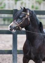 Prachtige 2,5 jarige zwarte Welsh sectie A hengst, Dieren en Toebehoren, Pony's, Hengst, B pony (1.17m tot 1.27m), Gechipt, 0 tot 2 jaar