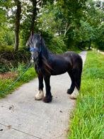 Lieve tinker, Dieren en Toebehoren, Ruin, 3 tot 6 jaar, Gechipt, B pony (1.17m tot 1.27m)