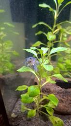 Blauwe kreeftjes te koop, Kreeft, Krab of Garnaal, Zoetwatervis