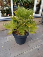 Europese dwergpalm.. 110 hoog! Let op grote pot!, Tuin en Terras, Planten | Bomen, Overige soorten, 100 tot 250 cm, Zomer, Ophalen