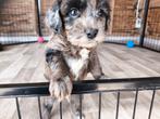 Boompoo x dwergpoedel pups, Dieren en Toebehoren, Honden | Chihuahua's en Gezelschapshonden, Overige rassen, 8 tot 15 weken, Meerdere