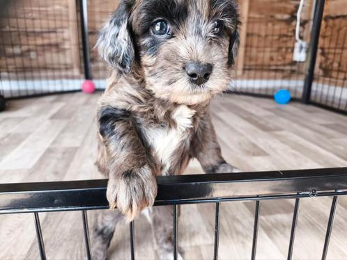 Boompoo x dwergpoedel pups, Dieren en Toebehoren, Honden | Chihuahua's en Gezelschapshonden, Meerdere dieren, Overige rassen, Particulier