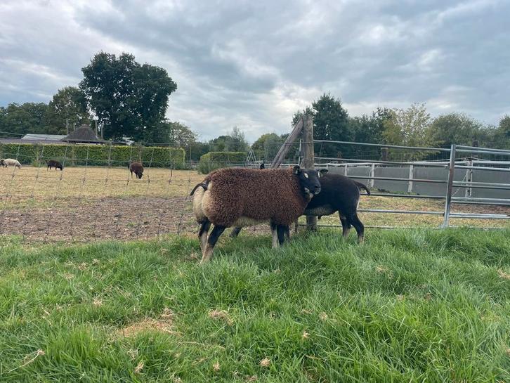Tekoop aangeboden stamboek dassenkop texelaar dekrammen., Dieren en Toebehoren, Schapen, Geiten en Varkens, Schaap, Mannelijk