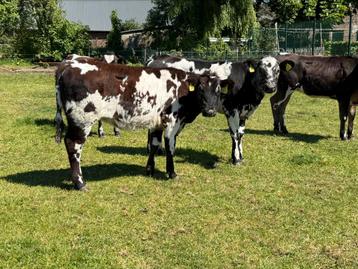 5 blauwe pinken te koop  beschikbaar voor biedingen